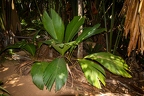 Phoenicophorium borsigianum