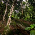 Mount Copolia forest 2