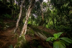 Mount Copolia forest 2