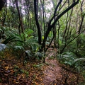 Mount Copolia forest 4
