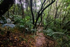Mount Copolia forest 4