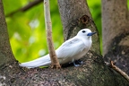 Gygis alba - Fery Tern 5