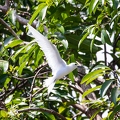 Gygis alba - Fery tern