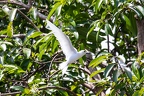 Gygis alba - Fery tern