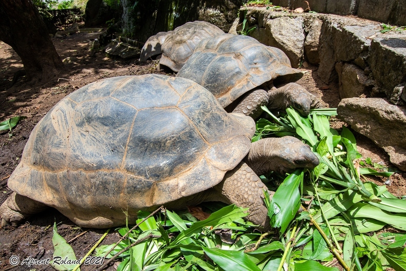 Aldabrachelys gigantea - Aldabra giant tortoise_01.jpg