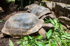 Aldabrachelys gigantea - Aldabra giant tortoise 01
