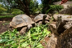 Aldabrachelys gigantea - Aldabra giant tortoise 02