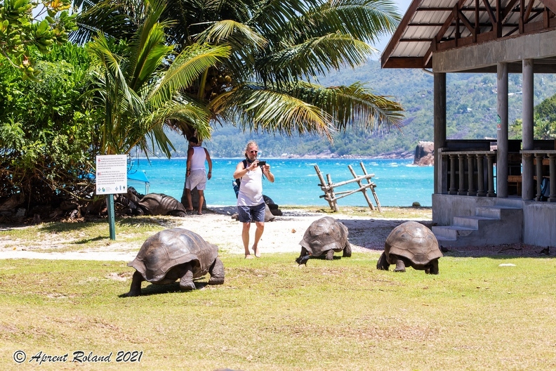 Aldabrachelys gigantea - Aldabra giant tortoise_03.jpg