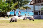 Aldabrachelys gigantea - Aldabra giant tortoise 03
