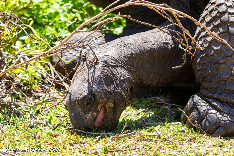 Aldabrachelys gigantea - Aldabra giant tortoise 04
