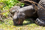 Aldabrachelys gigantea - Aldabra giant tortoise 04