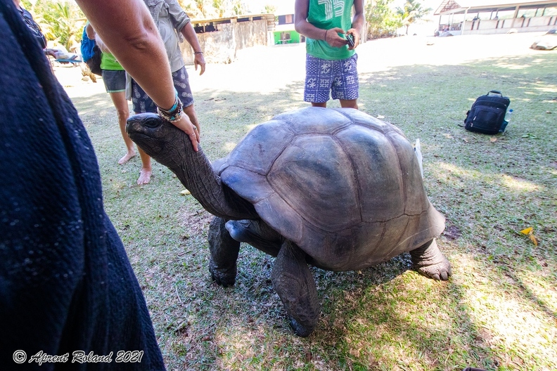 Aldabrachelys gigantea - Aldabra giant tortoise 05