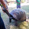 Aldabrachelys gigantea - Aldabra giant tortoise 05