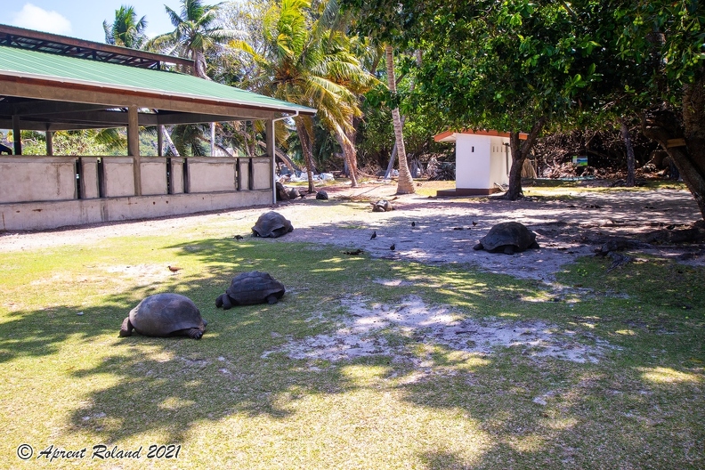 Aldabrachelys gigantea - Aldabra giant tortoise 06