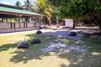 Aldabrachelys gigantea - Aldabra giant tortoise 06