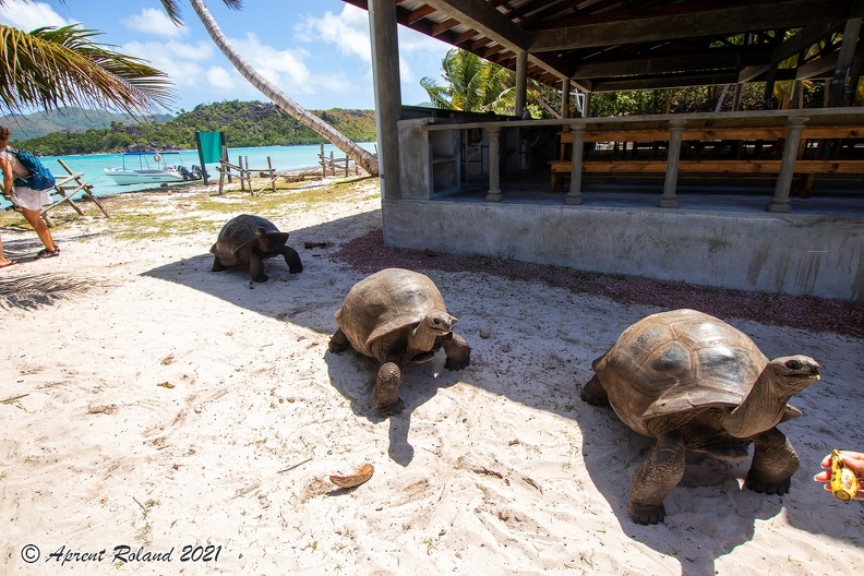 Aldabrachelys gigantea - Aldabra giant tortoise_07.jpg