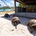 Aldabrachelys gigantea - Aldabra giant tortoise 07