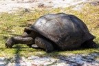 Aldabrachelys gigantea - Aldabra giant tortoise 08