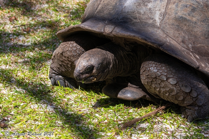 Aldabrachelys gigantea - Aldabra giant tortoise 09