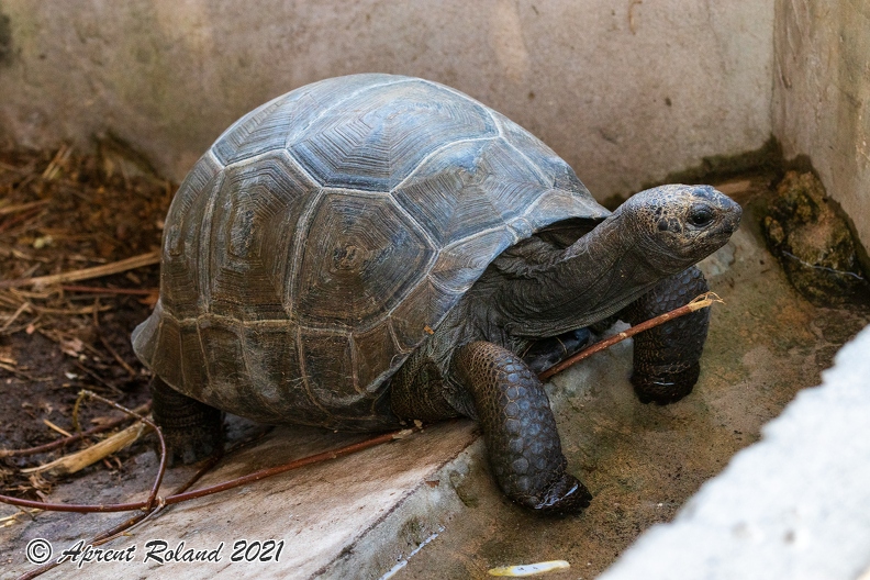 Aldabrachelys gigantea - Aldabra giant tortoise_10.jpg