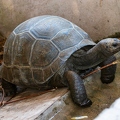 Aldabrachelys gigantea - Aldabra giant tortoise 10