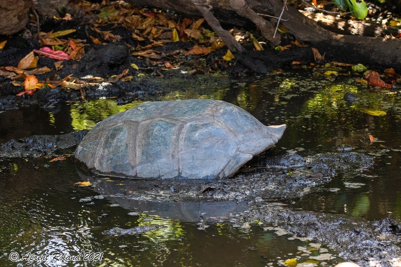 Aldabrachelys gigantea - Aldabra giant tortoise_11.jpg