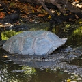 Aldabrachelys gigantea - Aldabra giant tortoise 11