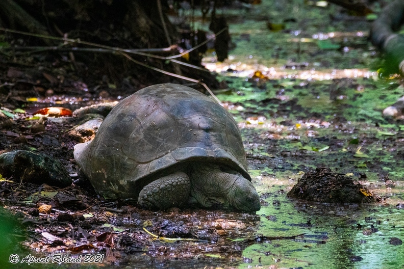 Aldabrachelys gigantea - Aldabra giant tortoise 12