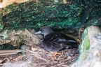 Ardenna pacifica - Wedge-tailed shearwater
