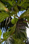 Artocarpus altilis - Breadfruit 2