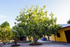 Artocarpus altilis - Breadfruit 5