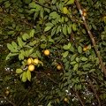 Myristica fragrans - Nutmeg 1