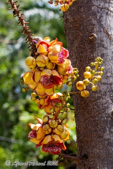Couroupita guianensis - cannonball tree 1