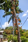 Couroupita guianensis - cannonball tree 2