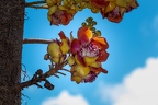 Couroupita guianensis - cannonball tree 4