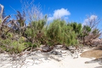 Casuarina equisetifolia - Australian pine tree  1