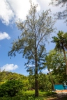 Casuarina equisetifolia - Australian pine tree  4