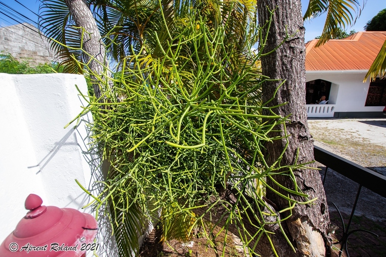 Euphorbia tirucalli - Pencil tree_1.jpg