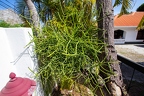 Euphorbia tirucalli - Pencil tree 1