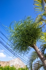 Euphorbia tirucalli - Pencil tree 2