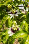 Passiflora sp Passion fruit 2