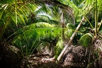 Cocos nucifera  Coconut palm  2
