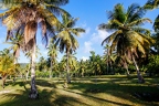 Cocos nucifera  Coconut palm  3