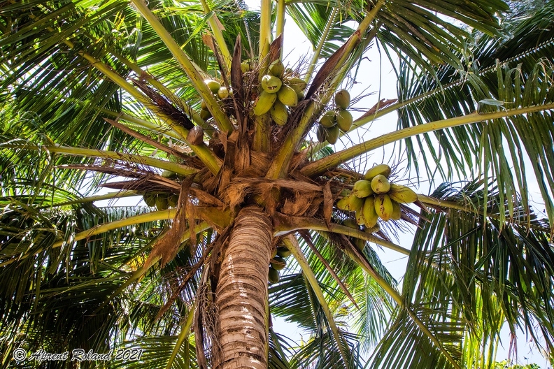 Cocos nucifera  Coconut palm  7