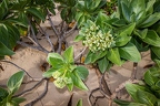 Heliotropium foertherianum  Velvetleaf soldierbush 3
