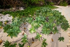Heliotropium foertherianum  Velvetleaf soldierbush 5