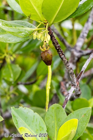 Rhizophora mucronata  Red mangrove_03.jpg