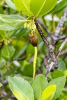 Rhizophora mucronata  Red mangrove 03