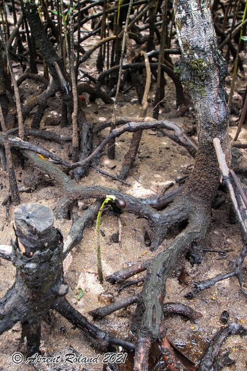 Rhizophora mucronata  Red mangrove 04