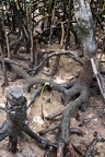 Rhizophora mucronata  Red mangrove 04
